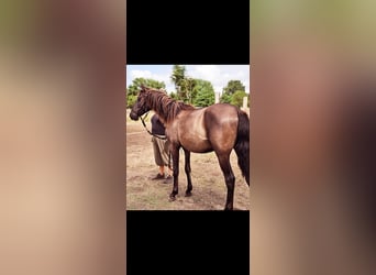 PRE Mix, Stallone, 1 Anno, 152 cm, Morello