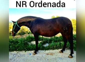 PRE, Stallone, 1 Anno, 155 cm, Baio scuro