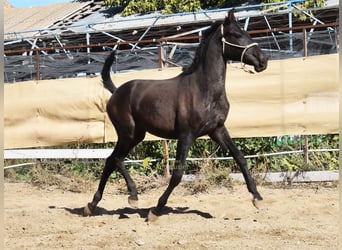PRE, Stallone, 1 Anno, 156 cm, Morello