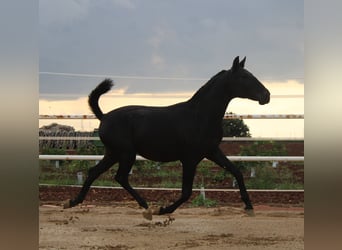 PRE Mix, Stallone, 1 Anno, 157 cm, Morello