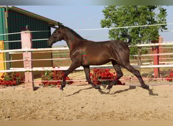 PRE, Stallone, 1 Anno, 157 cm, Morello