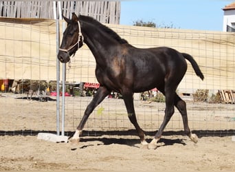 PRE, Stallone, 1 Anno, 157 cm, Morello