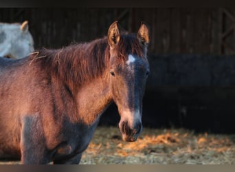 PRE, Stallone, 1 Anno, 160 cm, Falbo baio