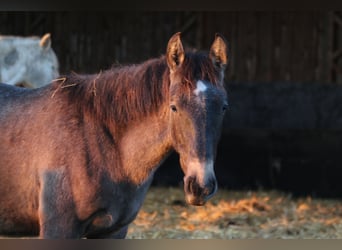 PRE, Stallone, 1 Anno, 160 cm, Falbo baio