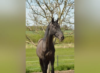 PRE Mix, Stallone, 1 Anno, 160 cm, Grigio