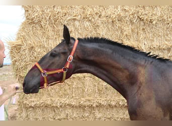 PRE, Stallone, 1 Anno, 160 cm, Morello