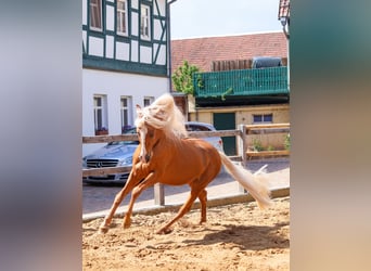 PRE, Stallone, 1 Anno, 160 cm, Palomino