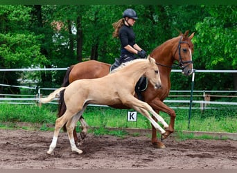 PRE, Stallone, 1 Anno, 160 cm, Palomino