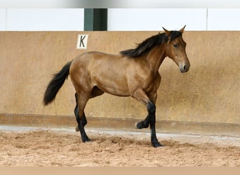 PRE Mix, Stallone, 1 Anno, 162 cm, Baio