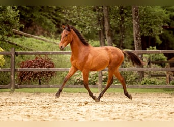 PRE Mix, Stallone, 1 Anno, 163 cm, Baio