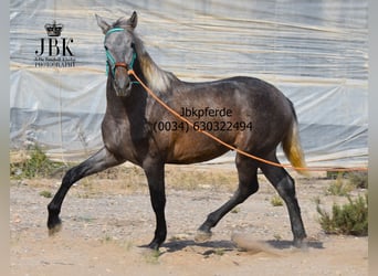 PRE, Stallone, 1 Anno, 163 cm, Falbo baio