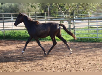 PRE, Stallone, 1 Anno, 163 cm, Grigio