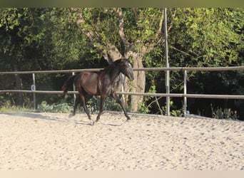 PRE, Stallone, 1 Anno, 163 cm, Grigio