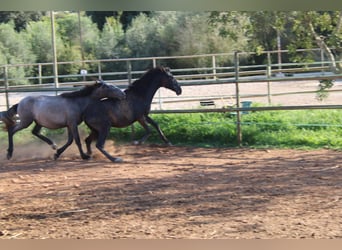 PRE, Stallone, 1 Anno, 163 cm, Grigio