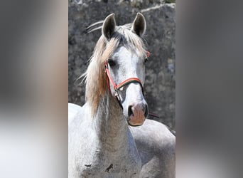 PRE Mix, Stallone, 1 Anno, 163 cm, Grigio