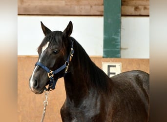 PRE, Stallone, 1 Anno, 163 cm, Grigio