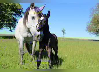 PRE, Stallone, 1 Anno, 163 cm, Grigio