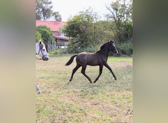 PRE, Stallone, 1 Anno, 163 cm, Grigio