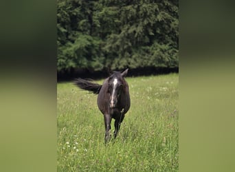 PRE Mix, Stallone, 1 Anno, 163 cm, Grigio