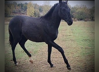 PRE Mix, Stallone, 1 Anno, 163 cm, Morello