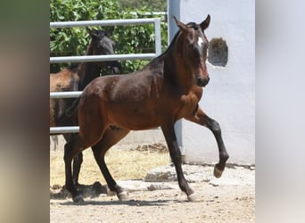 PRE, Stallone, 1 Anno, 164 cm, Baio