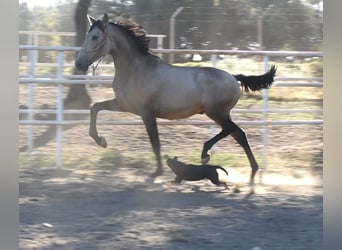PRE, Stallone, 1 Anno, 164 cm, Falbo