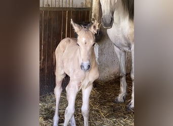 PRE, Stallone, 1 Anno, 164 cm, Falbo