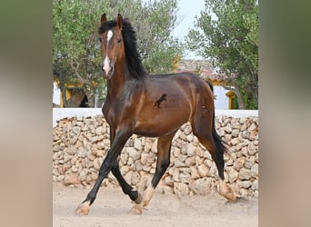 PRE Mix, Stallone, 1 Anno, 165 cm, Baio
