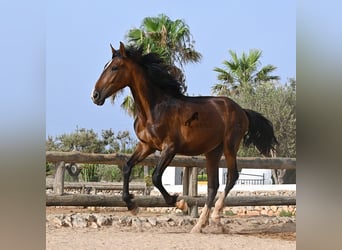 PRE Mix, Stallone, 1 Anno, 165 cm, Baio