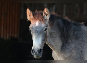 PRE, Stallone, 1 Anno, 165 cm, Falbo baio
