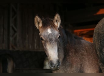 PRE, Stallone, 1 Anno, 165 cm, Falbo baio