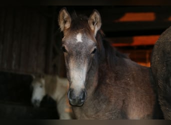 PRE, Stallone, 1 Anno, 165 cm, Falbo baio