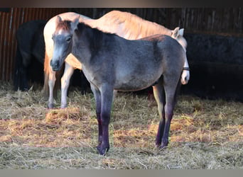 PRE, Stallone, 1 Anno, 165 cm, Falbo baio