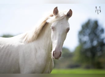 PRE, Stallone, 1 Anno, 165 cm, Falbo