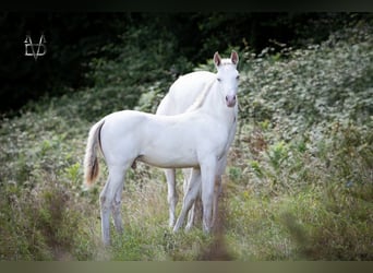 PRE, Stallone, 1 Anno, 165 cm, Falbo