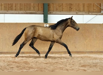 PRE Mix, Stallone, 1 Anno, 165 cm, Falbo