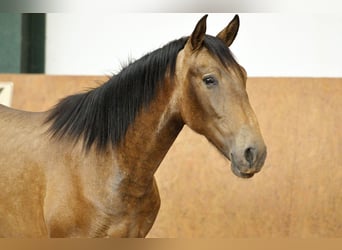 PRE Mix, Stallone, 1 Anno, 165 cm, Falbo