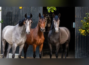PRE, Stallone, 1 Anno, 165 cm, Grigio
