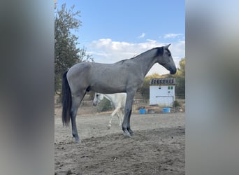 PRE, Stallone, 1 Anno, 165 cm, Grigio