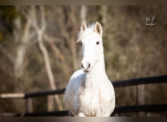 PRE Mix, Stallone, 1 Anno, 165 cm, Palomino