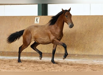 PRE Mix, Stallone, 1 Anno, 167 cm, Baio