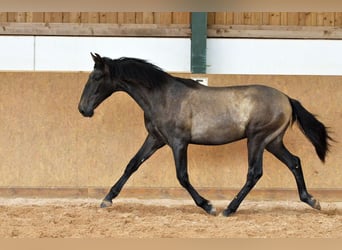 PRE Mix, Stallone, 1 Anno, 167 cm, Grigio