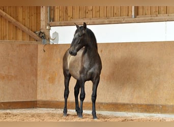 PRE Mix, Stallone, 1 Anno, 167 cm, Grigio