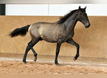 PRE Mix, Stallone, 1 Anno, 167 cm, Grigio