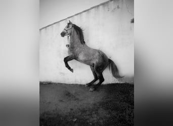 PRE, Stallone, 1 Anno, 167 cm, Grigio