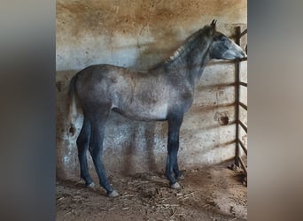 PRE, Stallone, 1 Anno, 167 cm, Grigio