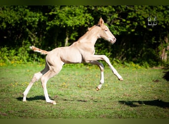 PRE Mix, Stallone, 1 Anno, 168 cm, Champagne