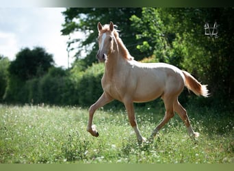 PRE Mix, Stallone, 1 Anno, 168 cm, Champagne