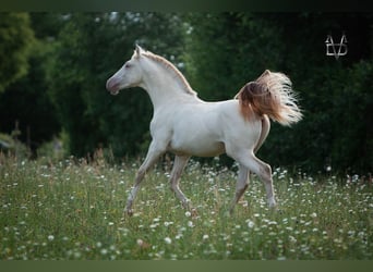 PRE, Stallone, 1 Anno, 170 cm, Falbo