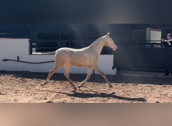 PRE, Stallone, 1 Anno, 170 cm, Perlino